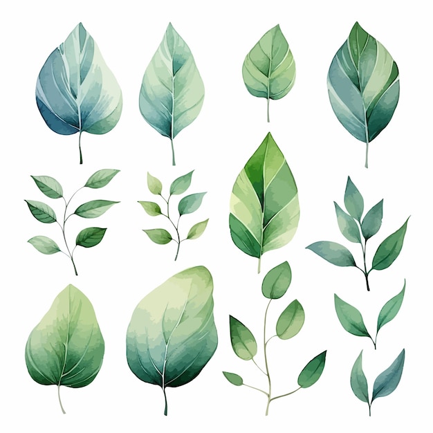 Vector vector green leaves vector watercolor set