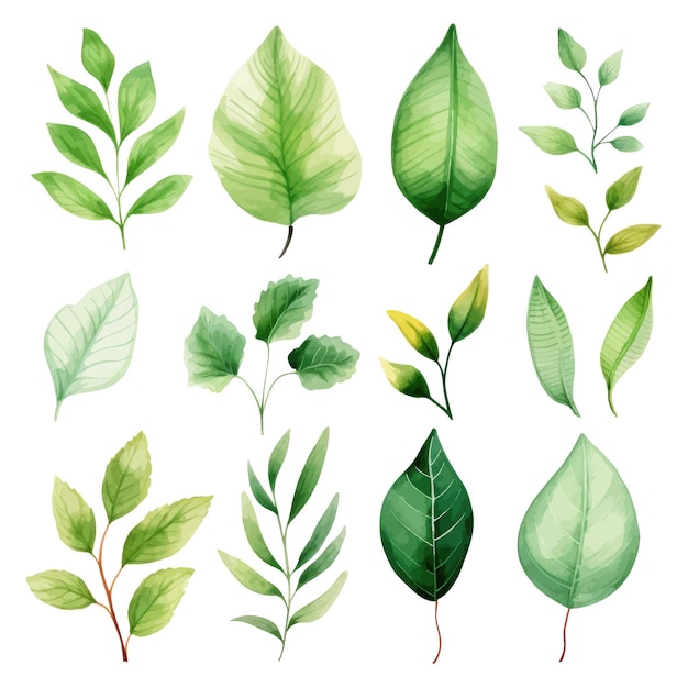 Vector green leaves vector watercolor set