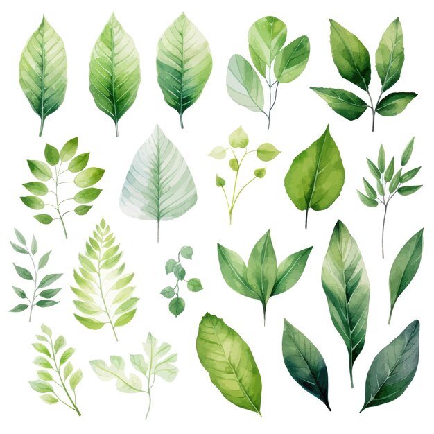 vector green leaves vector watercolor set