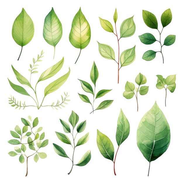 Vector green leaves vector watercolor set