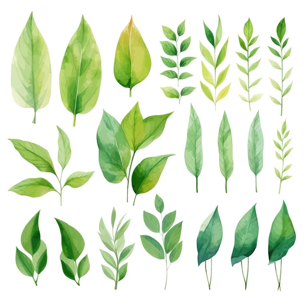 vector green leaves vector watercolor set