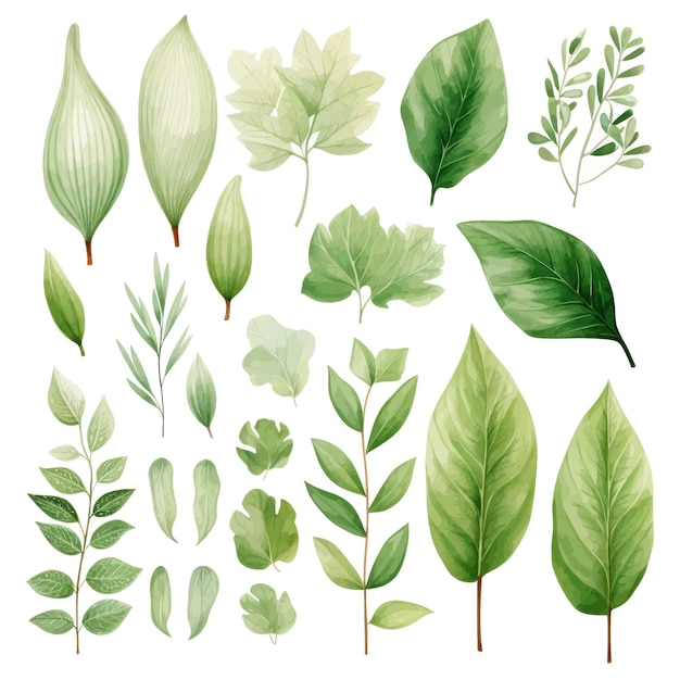 vector green leaves vector watercolor set