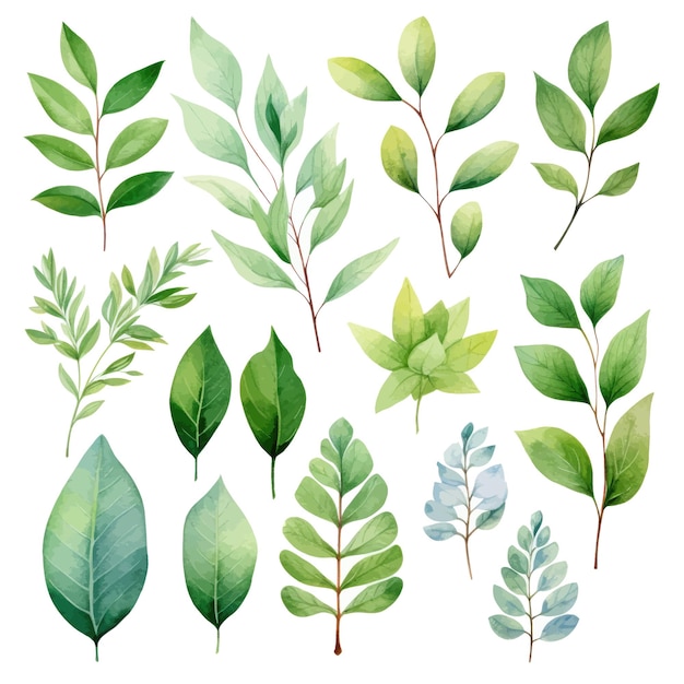 vector green leaves vector watercolor set