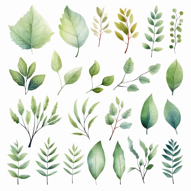 vector green leaves vector watercolor set