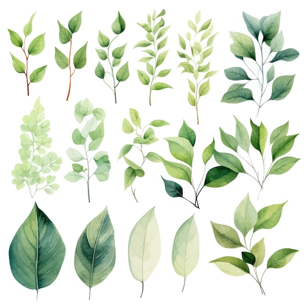 vector green leaves vector watercolor set