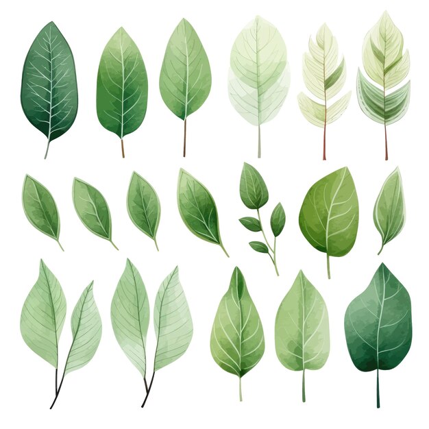 Vector green leaves vector watercolor set