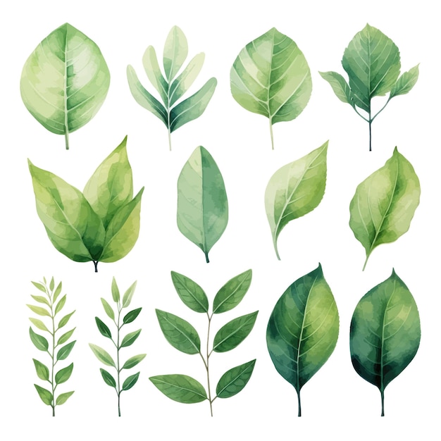 vector green leaves vector watercolor set