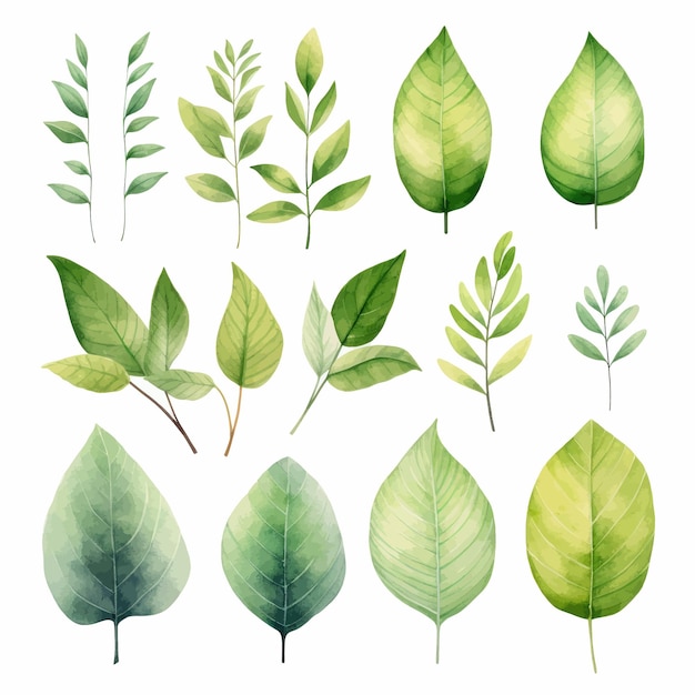 vector green leaves vector watercolor set