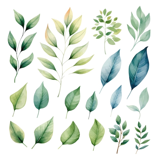Векторный акварельный набор зеленых листьев