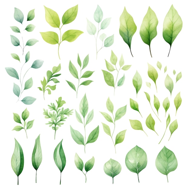 vector green leaves vector watercolor set