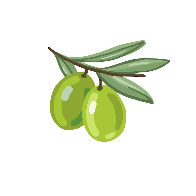 Vector green olives illustration isolated on white