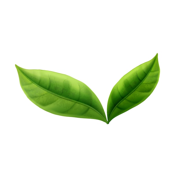 ベクター 緑茶の葉 ベクター ホワイトの葉