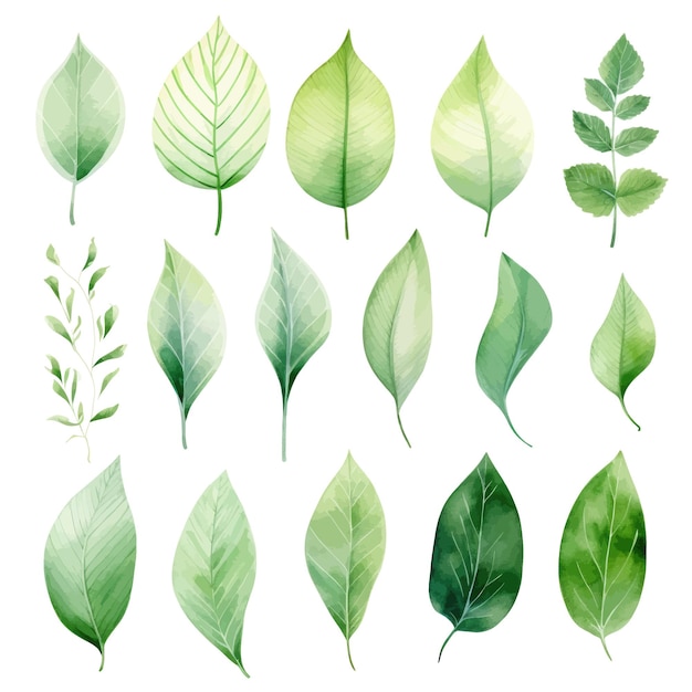 Vector groene bladeren vector aquarel set