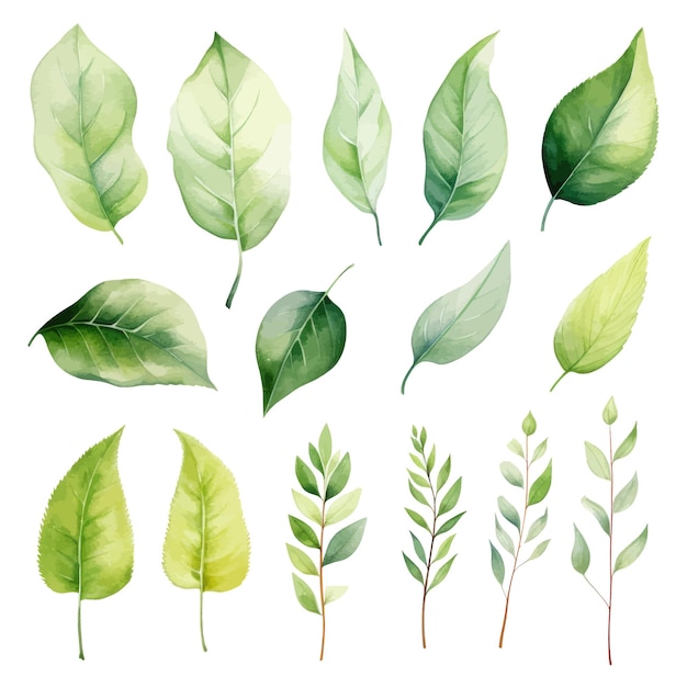 vector groene bladeren vector aquarel set