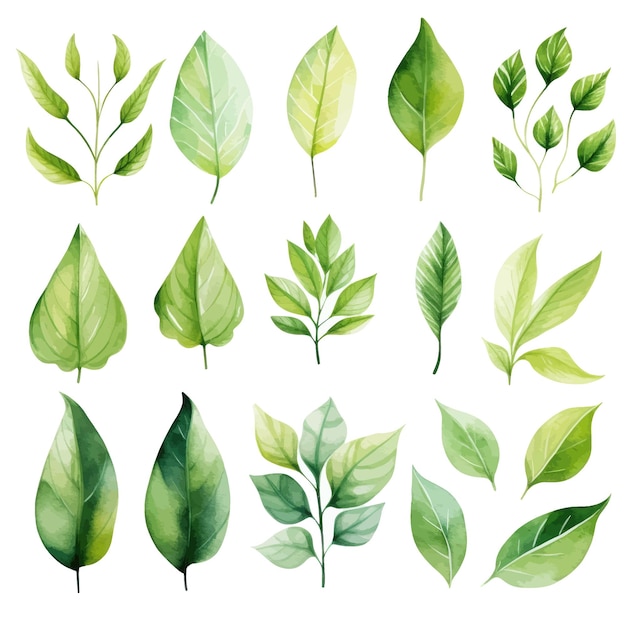 vector groene bladeren vector aquarel set