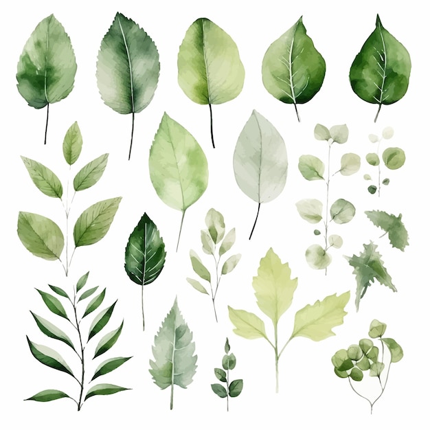 Vector vector groene bladeren vector aquarel set