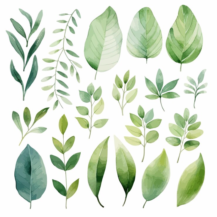 Vector vector groene bladeren vector aquarel set