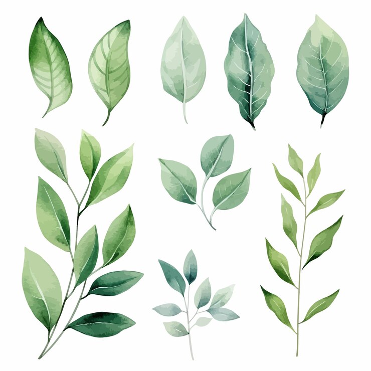 Vector vector groene bladeren vector aquarel set