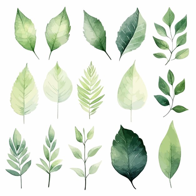 Vector groene bladeren vector aquarel set