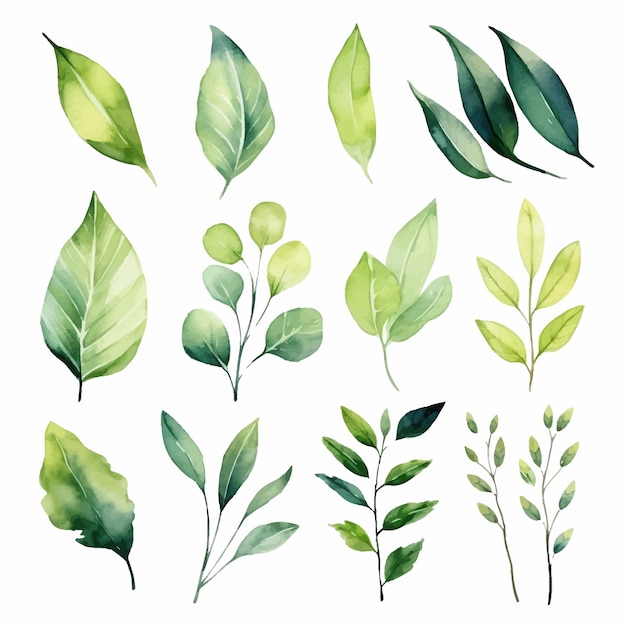 Vector groene bladeren vector aquarel set