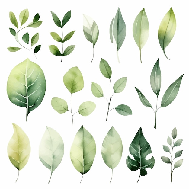 Vector groene bladeren vector aquarel set