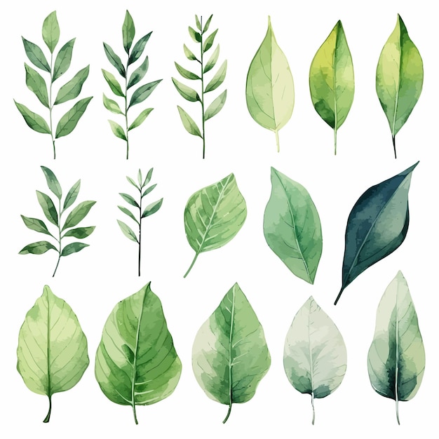 Vector groene bladeren vector aquarel set