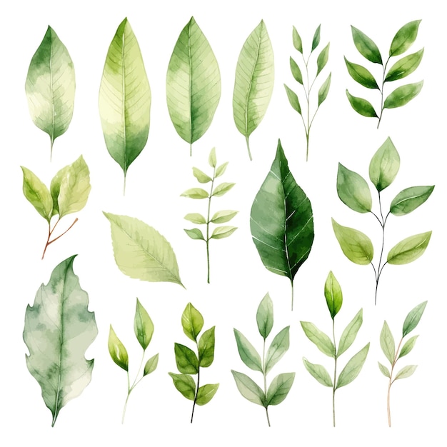 Vector groene bladeren vector aquarel set