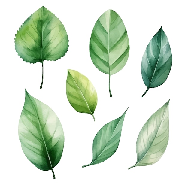 Vector groene bladeren vector aquarel set