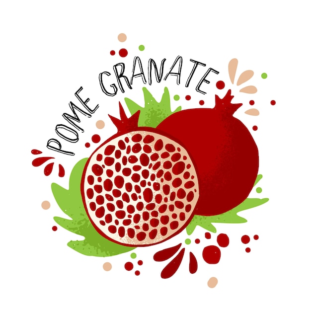 Vector hand draw colored pomegranate illustration.