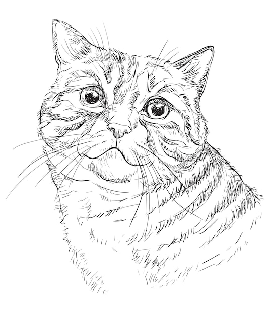 Vector hand drawing cat 1