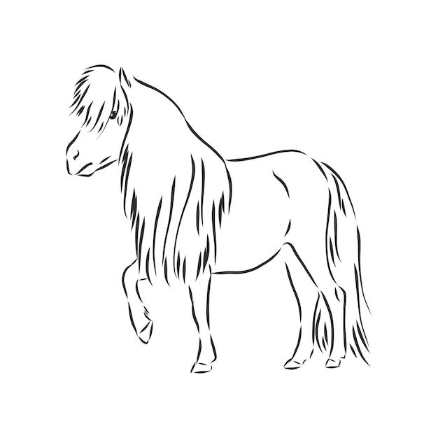 Pony del disegno della mano di vettore isolato su fondo bianco, cavallo del pony, illustrazione di schizzo di vettore