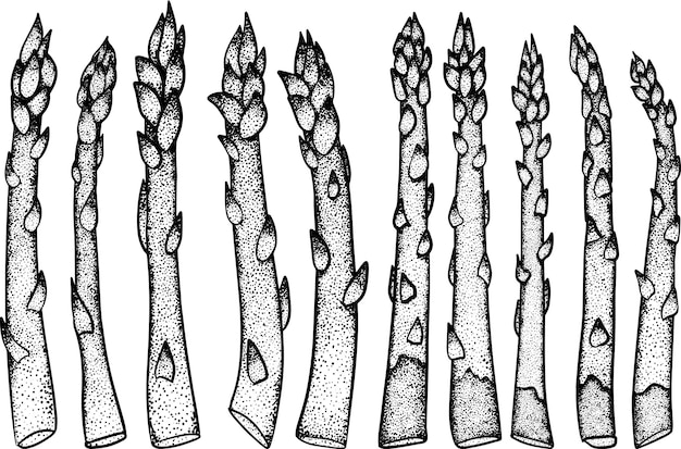 Asparagi vettoriali disegnati a mano ortaggi biologici freschi isolati su sfondo bianco