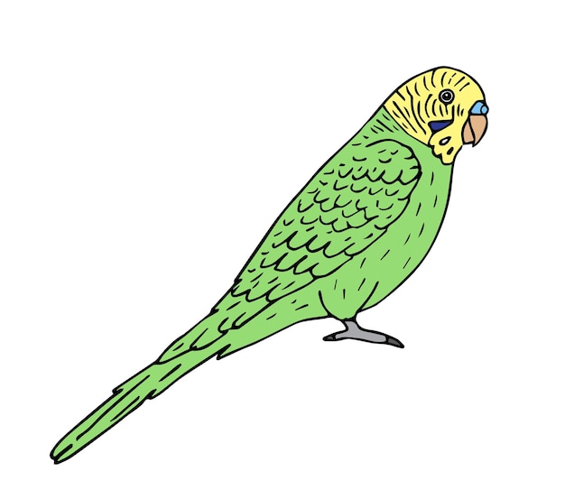 Vector hand drawn budgie parrot