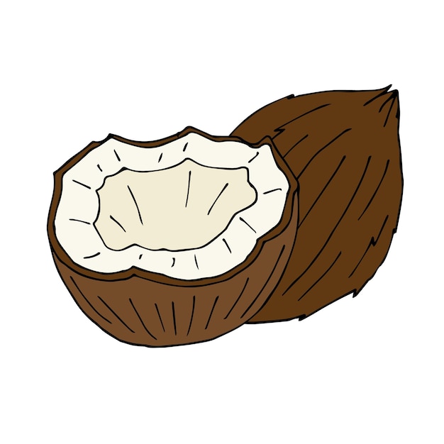 Vector hand drawn coconut