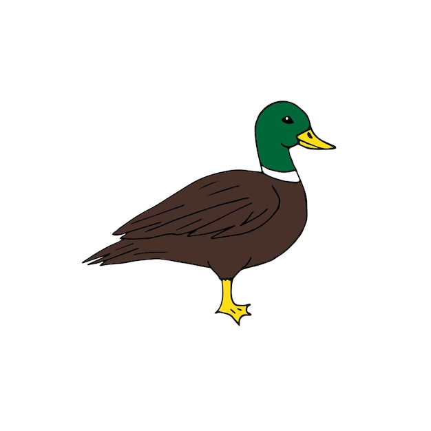 Vector hand drawn colored duck