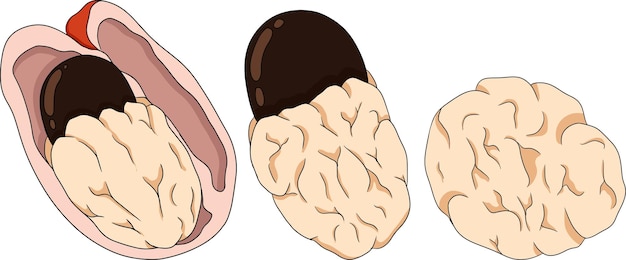 Vettore illustrazione colorata disegnata a mano vettoriale ackee blighia sapida o pianta medicinale achee