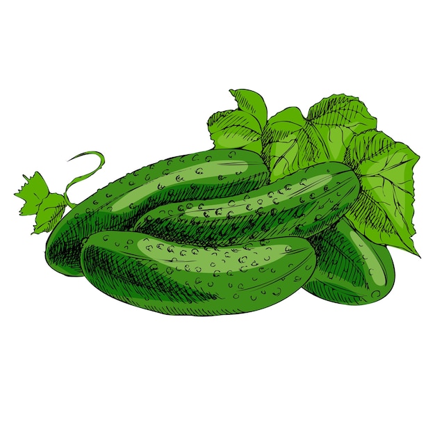 Вектор Векторный рисованный подробный эскиз огурцов в стиле ретро иллюстрация овощи
