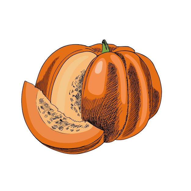 Vector hand drawn detailed retro style pumpkin sketch Illustration Vegetable