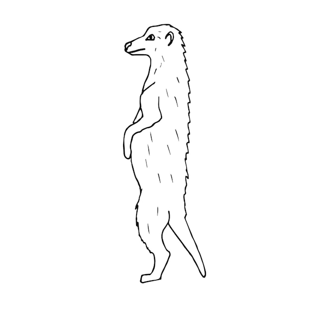 Vector hand drawn doodle sketch colored meerkat