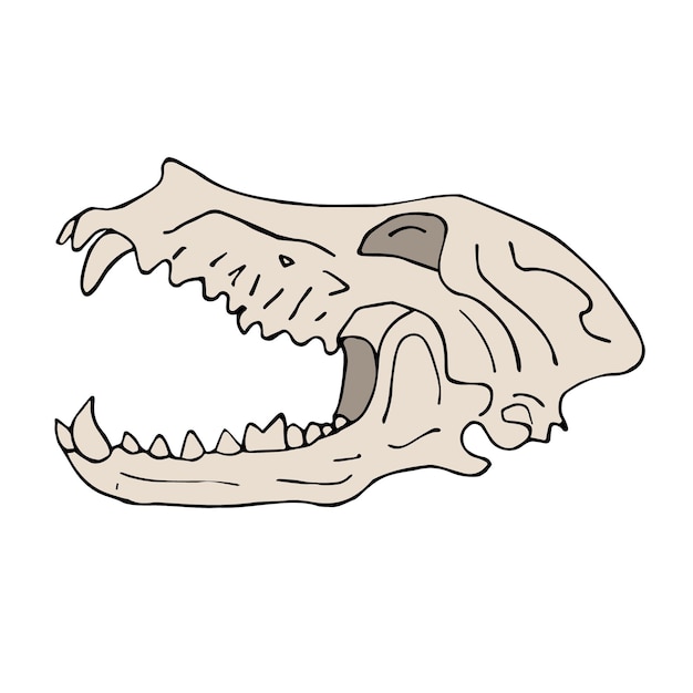 Vector hand drawn doodle sketch dog wolf skull