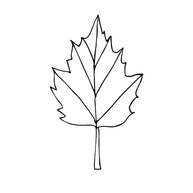 Vector hand drawn doodle sketch leaves