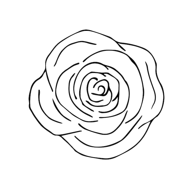 Vettore disegnato a mano doodle schizzo rosa fiore