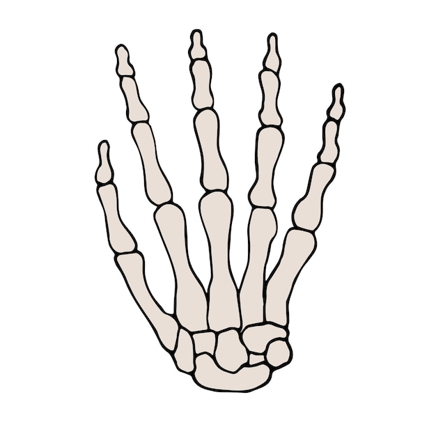 Vector hand drawn doodle sketch skeleton hand