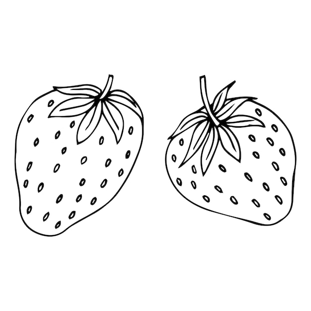 Vector hand drawn doodle sketch strawberry isolated on white background