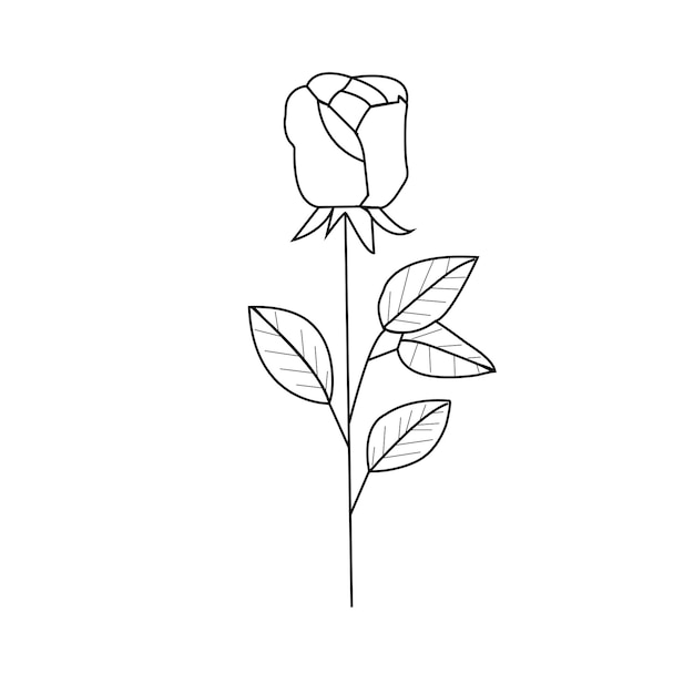 vector hand drawn flat design simple flower outline