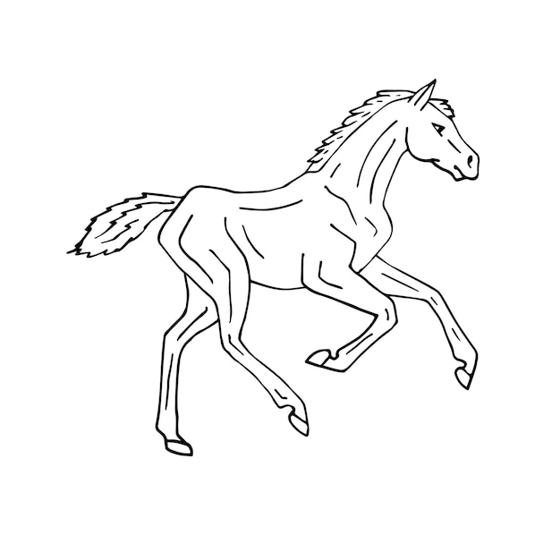 Vector vector hand drawn horse foal