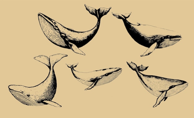 향유 고래 고래 빈티지 스케치 그림 로고의 벡터 손으로 그린