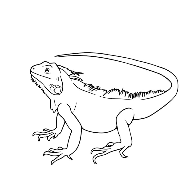 Illustrazione del contorno dell'iguana disegnata a mano da un vettore