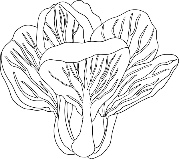 Vector hand drawn illustration of bok choy Pak choi in line style Chinese cabbage for Asian cuis