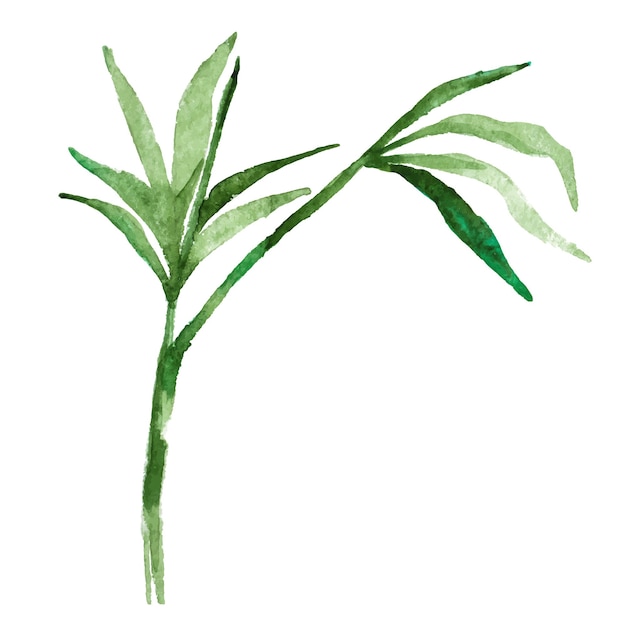 Vector Hand drawn illustration of watercolor bamboo isolated on white background